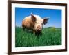 Domestic Pig Portrait, Yorkshire Breed-Lynn M. Stone-Framed Photographic Print