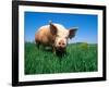 Domestic Pig Portrait, Yorkshire Breed-Lynn M. Stone-Framed Photographic Print