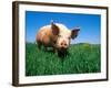 Domestic Pig Portrait, Yorkshire Breed-Lynn M. Stone-Framed Photographic Print