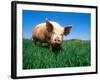 Domestic Pig Portrait, Yorkshire Breed-Lynn M. Stone-Framed Photographic Print