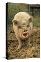 Domestic Pig, Pot-bellied sow, standing on straw, with mouth open-Sarah Rowland-Stretched Canvas