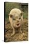 Domestic Pig, Pot-bellied sow, standing on straw, with mouth open-Sarah Rowland-Stretched Canvas