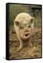 Domestic Pig, Pot-bellied sow, standing on straw, with mouth open-Sarah Rowland-Framed Stretched Canvas