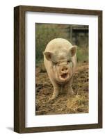 Domestic Pig, Pot-bellied sow, standing on straw, with mouth open-Sarah Rowland-Framed Photographic Print