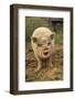 Domestic Pig, Pot-bellied sow, standing on straw, with mouth open-Sarah Rowland-Framed Photographic Print