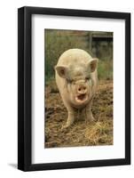 Domestic Pig, Pot-bellied sow, standing on straw, with mouth open-Sarah Rowland-Framed Photographic Print