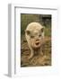 Domestic Pig, Pot-bellied sow, standing on straw, with mouth open-Sarah Rowland-Framed Photographic Print