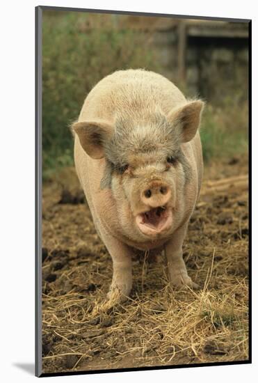 Domestic Pig, Pot-bellied sow, standing on straw, with mouth open-Sarah Rowland-Mounted Photographic Print