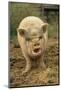 Domestic Pig, Pot-bellied sow, standing on straw, with mouth open-Sarah Rowland-Mounted Photographic Print