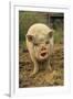 Domestic Pig, Pot-bellied sow, standing on straw, with mouth open-Sarah Rowland-Framed Photographic Print