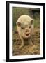 Domestic Pig, Pot-bellied sow, standing on straw, with mouth open-Sarah Rowland-Framed Photographic Print