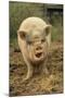 Domestic Pig, Pot-bellied sow, standing on straw, with mouth open-Sarah Rowland-Mounted Photographic Print