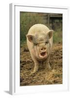 Domestic Pig, Pot-bellied sow, standing on straw, with mouth open-Sarah Rowland-Framed Photographic Print