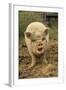 Domestic Pig, Pot-bellied sow, standing on straw, with mouth open-Sarah Rowland-Framed Photographic Print