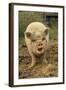 Domestic Pig, Pot-bellied sow, standing on straw, with mouth open-Sarah Rowland-Framed Photographic Print