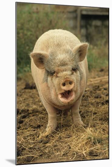 Domestic Pig, Pot-bellied sow, standing on straw, with mouth open-Sarah Rowland-Mounted Photographic Print