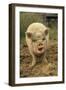 Domestic Pig, Pot-bellied sow, standing on straw, with mouth open-Sarah Rowland-Framed Photographic Print