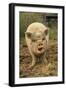 Domestic Pig, Pot-bellied sow, standing on straw, with mouth open-Sarah Rowland-Framed Photographic Print