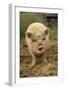 Domestic Pig, Pot-bellied sow, standing on straw, with mouth open-Sarah Rowland-Framed Photographic Print