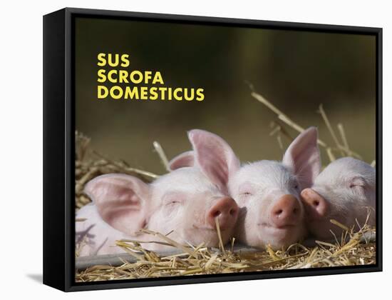 Domestic Pig (Sus Scrofa Domesticus)-Thorsten Milse-Framed Stretched Canvas