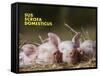 Domestic Pig (Sus Scrofa Domesticus)-Thorsten Milse-Framed Stretched Canvas