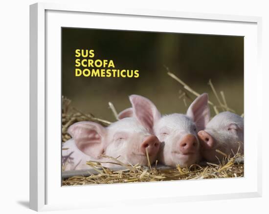 Domestic Pig (Sus Scrofa Domesticus)-Thorsten Milse-Framed Art Print