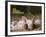 Domestic Pig (Sus Scrofa Domesticus)-Thorsten Milse-Framed Art Print