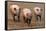 Domestic Pig, three adults, running in field on commercial freerange unit, Suffolk-Andrew Bailey-Framed Stretched Canvas