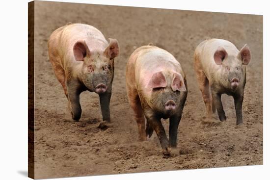 Domestic Pig, three adults, running in field on commercial freerange unit, Suffolk-Andrew Bailey-Stretched Canvas