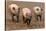 Domestic Pig, three adults, running in field on commercial freerange unit, Suffolk-Andrew Bailey-Stretched Canvas