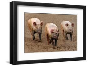 Domestic Pig, three adults, running in field on commercial freerange unit, Suffolk-Andrew Bailey-Framed Premium Photographic Print