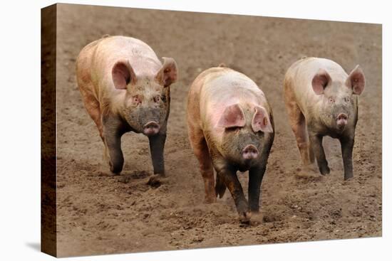 Domestic Pig, three adults, running in field on commercial freerange unit, Suffolk-Andrew Bailey-Stretched Canvas