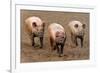 Domestic Pig, three adults, running in field on commercial freerange unit, Suffolk-Andrew Bailey-Framed Photographic Print