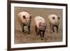 Domestic Pig, three adults, running in field on commercial freerange unit, Suffolk-Andrew Bailey-Framed Photographic Print