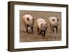 Domestic Pig, three adults, running in field on commercial freerange unit, Suffolk-Andrew Bailey-Framed Photographic Print