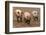 Domestic Pig, three adults, running in field on commercial freerange unit, Suffolk-Andrew Bailey-Framed Photographic Print