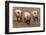 Domestic Pig, three adults, running in field on commercial freerange unit, Suffolk-Andrew Bailey-Framed Photographic Print