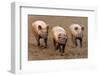 Domestic Pig, three adults, running in field on commercial freerange unit, Suffolk-Andrew Bailey-Framed Photographic Print