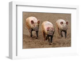 Domestic Pig, three adults, running in field on commercial freerange unit, Suffolk-Andrew Bailey-Framed Photographic Print