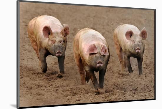 Domestic Pig, three adults, running in field on commercial freerange unit, Suffolk-Andrew Bailey-Mounted Photographic Print