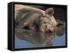 Domestic Pig Wallowing in Mud, USA-Lynn M. Stone-Framed Stretched Canvas
