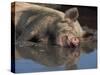 Domestic Pig Wallowing in Mud, USA-Lynn M. Stone-Stretched Canvas