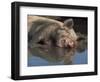 Domestic Pig Wallowing in Mud, USA-Lynn M. Stone-Framed Premium Photographic Print