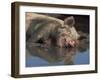 Domestic Pig Wallowing in Mud, USA-Lynn M. Stone-Framed Premium Photographic Print