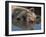 Domestic Pig Wallowing in Mud, USA-Lynn M. Stone-Framed Premium Photographic Print