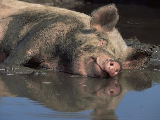 'Domestic Pig Wallowing in Mud, USA' Photographic Print - Lynn M. Stone ...