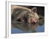 Domestic Pig Wallowing in Mud, USA-Lynn M. Stone-Framed Photographic Print