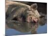 Domestic Pig Wallowing in Mud, USA-Lynn M. Stone-Mounted Photographic Print