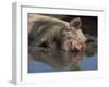 Domestic Pig Wallowing in Mud, USA-Lynn M. Stone-Framed Photographic Print