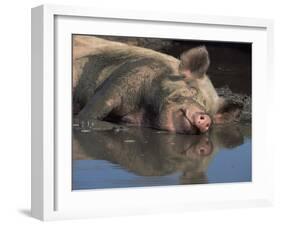 Domestic Pig Wallowing in Mud, USA-Lynn M. Stone-Framed Photographic Print